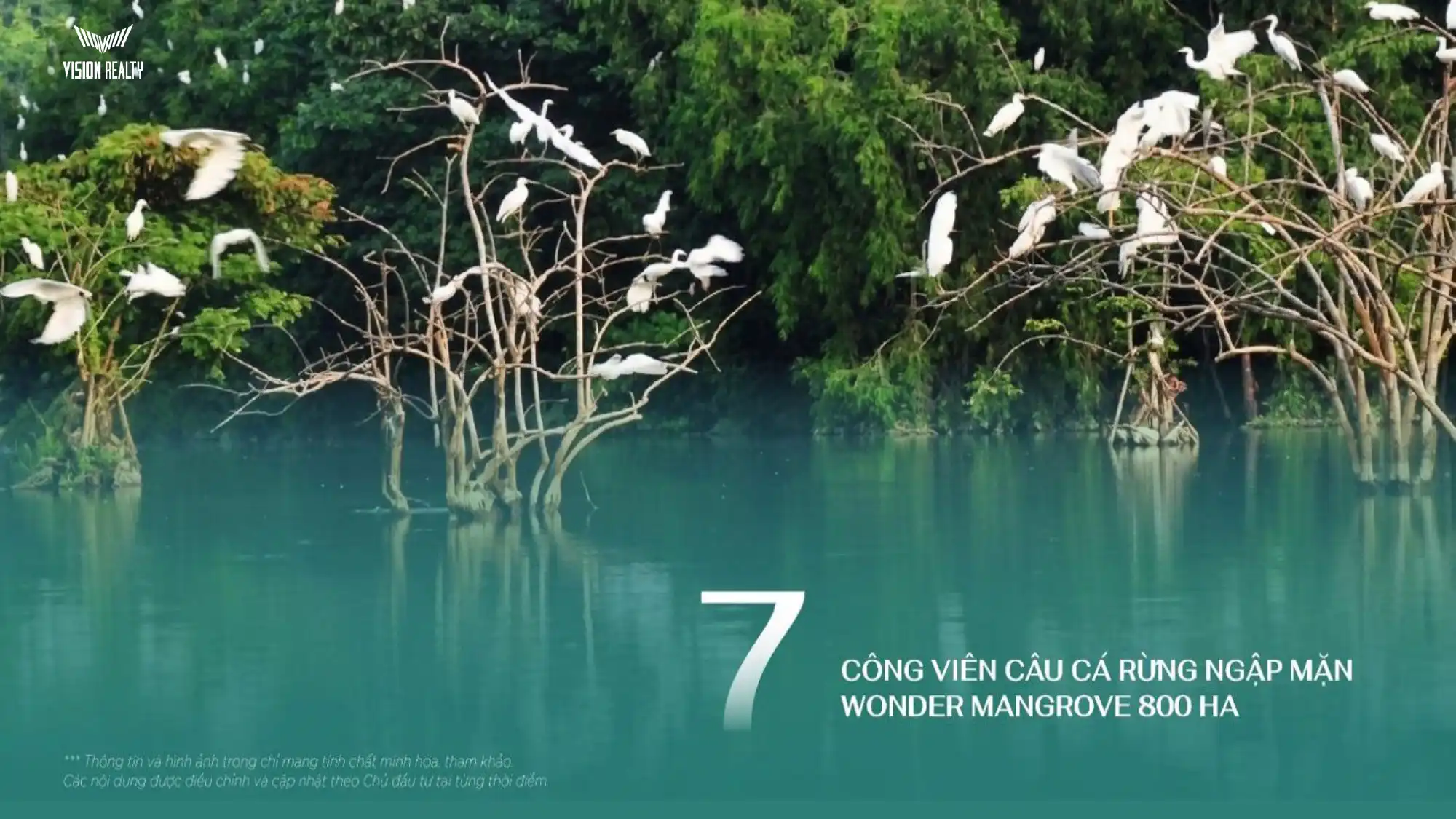 Rừng ngập mặn Wonder Mangrove 800 ha